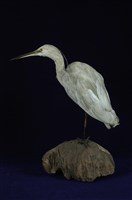 藏品(小白鷺)的圖片